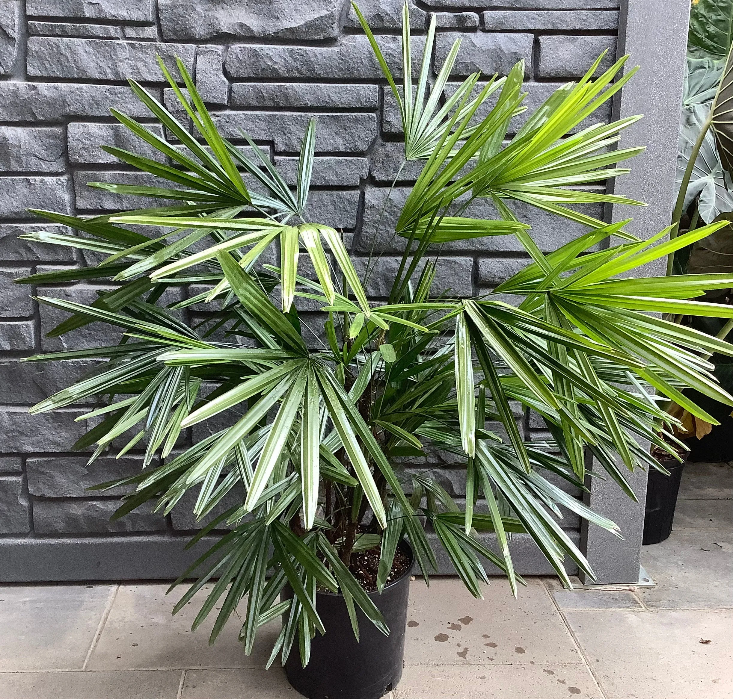 Palm: Florida Rhapis Full 10"